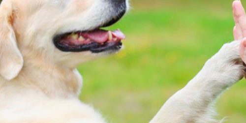 hundiii-e1720706867399